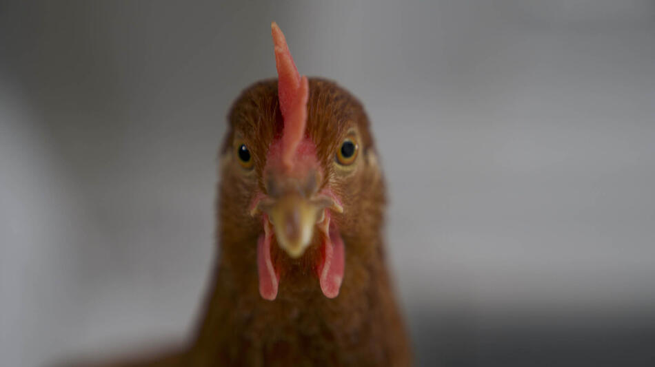 L'Occhio della Gallina di Antonietta de Lillo