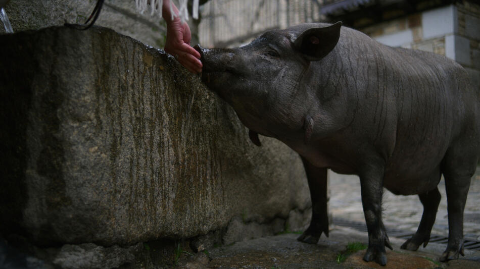 Il maiale di Sant'Antonio vaga per La Alberca, in Spagna, in Omnivore 1x05