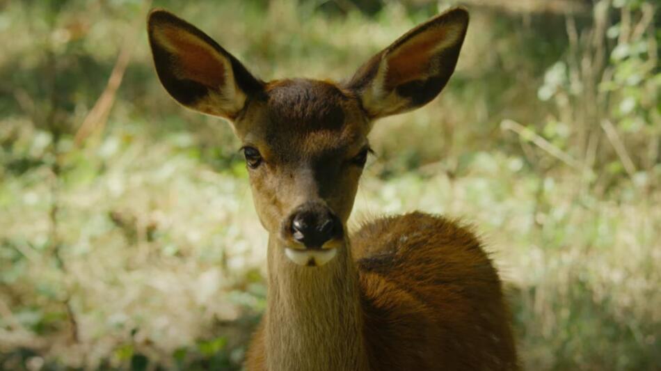Bambi - Una vita nei boschi, scena da trailer