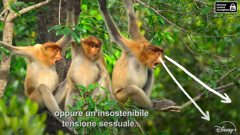 Underdogs, scena da Trailer della serie National Geographic