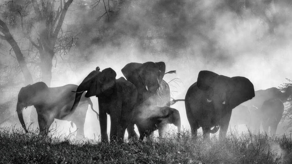 Ghost Elephants di Werner Herzog - Immagine dal film