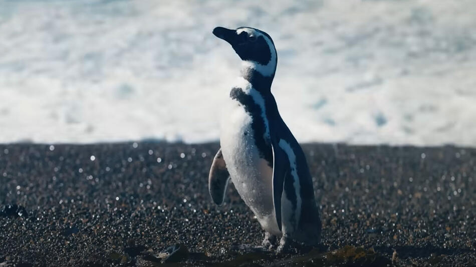 Il Mio Amico Pinguino, scena dal film di David Schurmann
