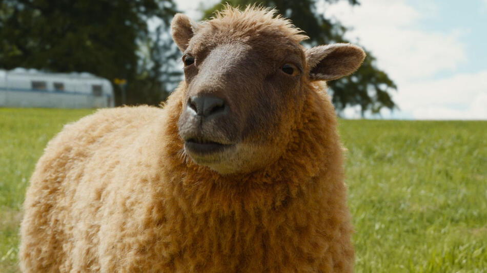 Pecore Sotto Copertura, scena da Trailer