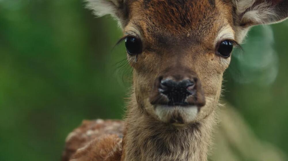 Bambi - Una vita nei boschi, scena da Trailer