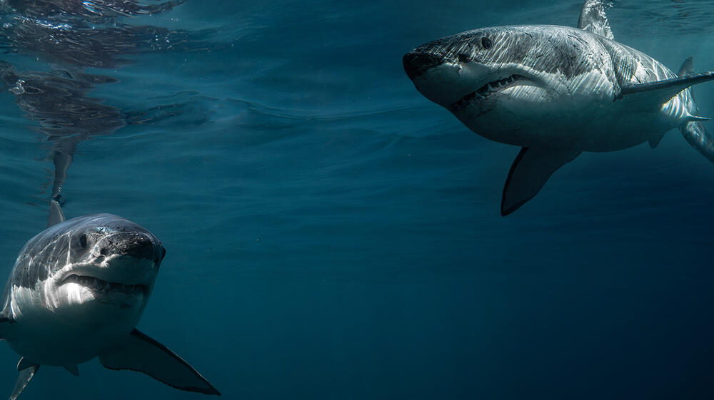 Boss Shark - La battaglia dei sessi - First Look