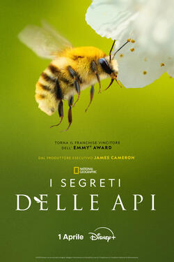 I Segreti delle Api - Poster