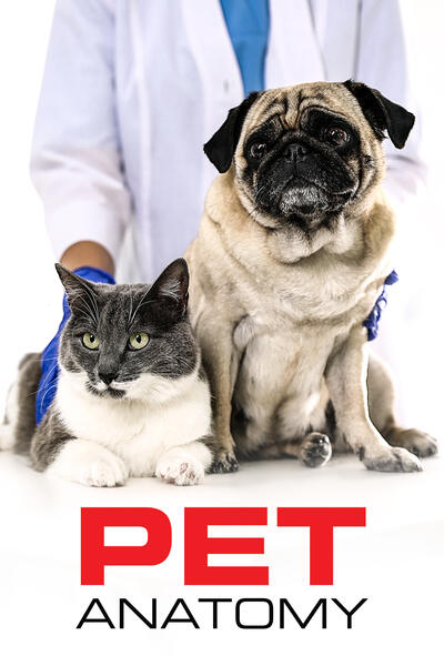 Pet anatomy - Poster verticale