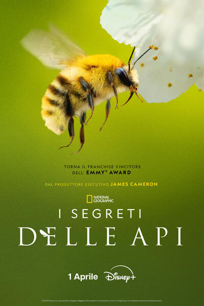 I Segreti delle Api - Poster