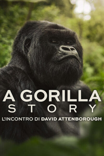 A Gorilla Story l'incontro di David Attenborough - Poster