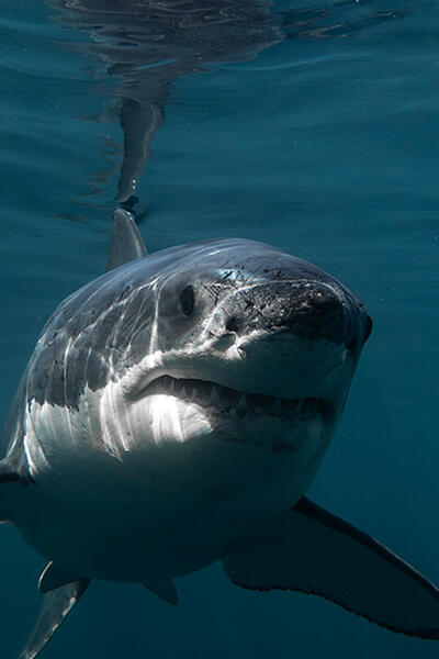 Boss Shark - La battaglia dei sessi - First Look
