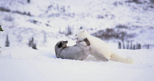 Kina E Yuk Alla Scoperta Del Mondo - foto dal set