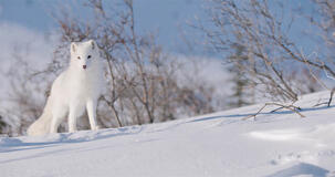 Kina E Yuk Alla Scoperta Del Mondo - foto dal set