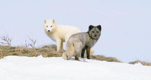 Kina E Yuk Alla Scoperta Del Mondo - foto dal set