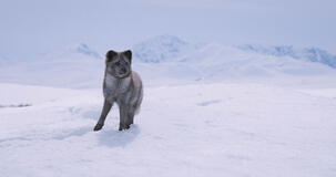 Kina E Yuk Alla Scoperta Del Mondo - foto dal set