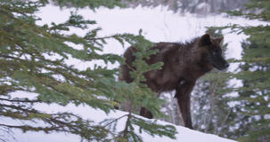 Kina E Yuk Alla Scoperta Del Mondo - foto dal set
