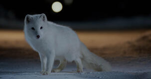 Kina E Yuk Alla Scoperta Del Mondo - foto dal set