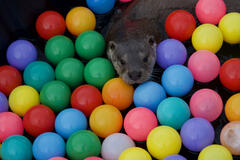 Molly gioca nella vasca delle palline.