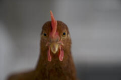 L'Occhio della Gallina di Antonietta de Lillo