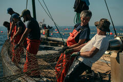 I pescatori di tonno rosso di Barbate, in Spagna, sono protagonisti di Omnivore 1x02