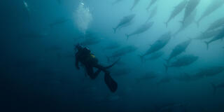 Un subacqueo attira un tonno in un'Almadraba, una complessa trappola antica, in Omnivore 1x02