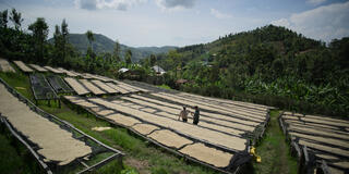 La piantagione di caffè di Justin Musabyimana, Mahembe Coffee, a Mahembe, in Ruanda, come protagonista di Omnivore 1x07