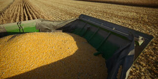 Raccolto di mais dalla fattoria della famiglia Anderson in Omnivore 1x10