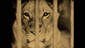 Bestiari, erbari, lapidari di Massimo d'Anolfi e Martina Parenti - Immagine dal film