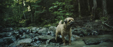 Chaos Walking - Scena dal film