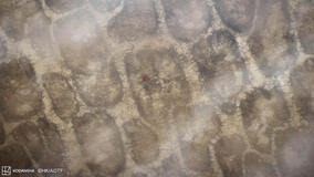 Attack on Titan: The Last Attack - Immagine dal film