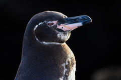 Un pinguino adulto delle Galapagos da I segreti dei pinguini 1x03