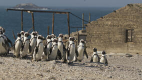 Pinguini africani sull'isola di Halifax da I segreti dei pinguini 1x03