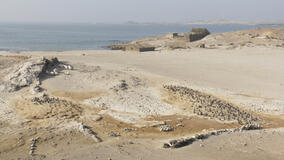 Pinguini africani da lontano sull'isola di Halifax da I segreti dei pinguini 1x03