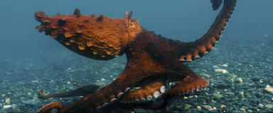 Octopus! - Immagine dal set