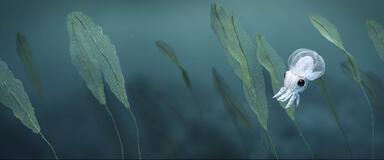 Octopus! - Immagine dal set