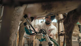 Gurpreet Singh indossa l'abbigliamento da mungitura per una delle sue mucche nella sua azienda agricola vicino a Cremona. Tucci in Italy - Lombardia