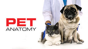 Pet anatomy - Poster orizzontale