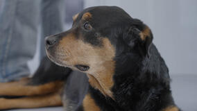 Pet anatomy 1x01 - Foto Poxie