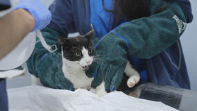 Pet anatomy 1x02 - Foto Lucio