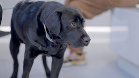 Pet anatomy 1x03 - Foto Lucky