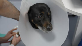 Pet anatomy 1x04 - Foto Marley