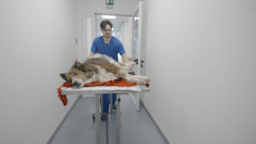 Pet anatomy 1x06 - Foto Wendy