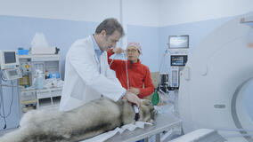 Pet anatomy 1x01 - Foto Corlazzoli Neve