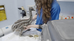 Pet anatomy 1x04 - Foto Emu