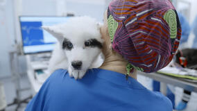 Pet anatomy 1x07 - Foto Yakutian Laika