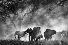 Ghost Elephants di Werner Herzog - Immagine dal film