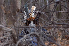 Il cuculo di cristallo 1x03 - Immagine dal set