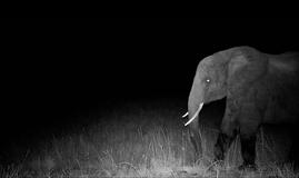 The first photo of a ghost elephant captured by a motion controlled camera. The eyes glow in this night shot