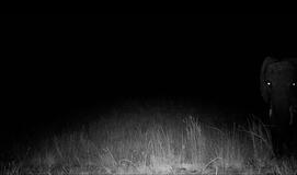 The first photo of a ghost elephant captured by a motion controlled camera. The eyes glow in this night shot