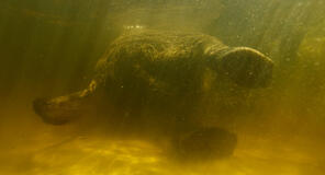Underwater footage of an elephant as seen in Ghost Elephants