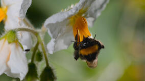 I Segreti delle Api - Immagini dal set